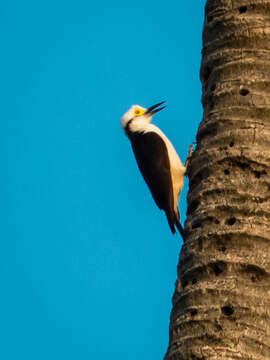 Image of White Woodpecker