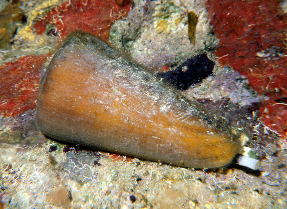 Image of Conus coelinae Crosse 1858