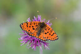 صورة Melitaea didyma neera Fischer-Waldheim 1840