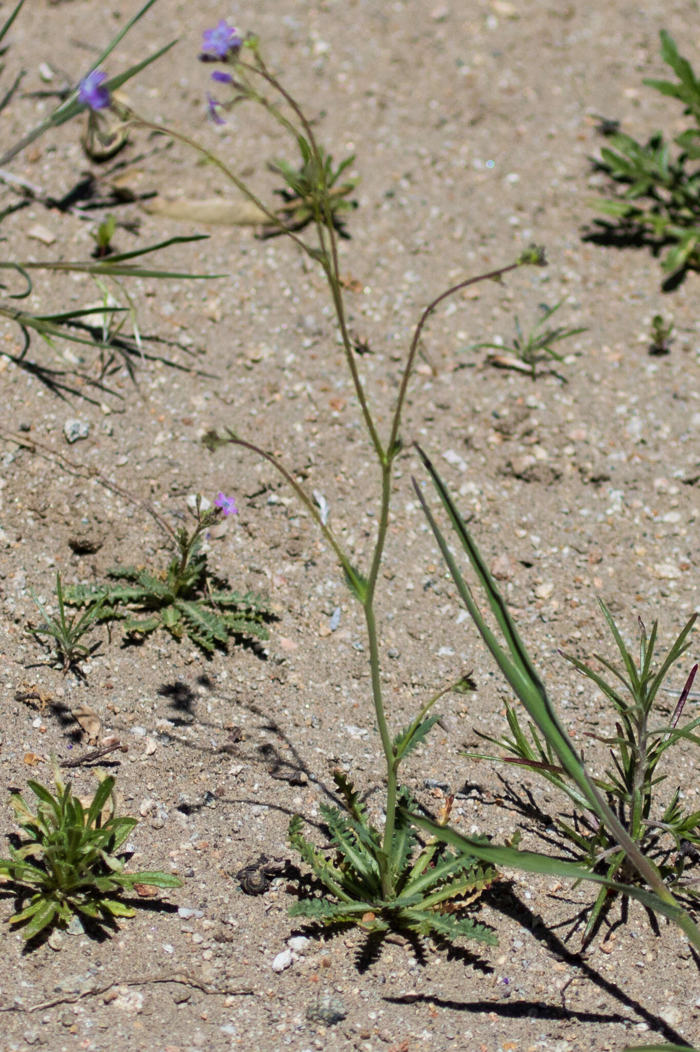 Image of coastal gilia