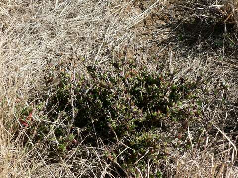 Image of Ruschia hamata (L. Bol.) Schwant.