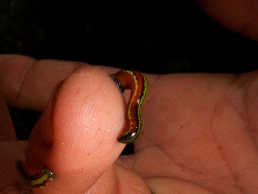 Image of Tiger Leech