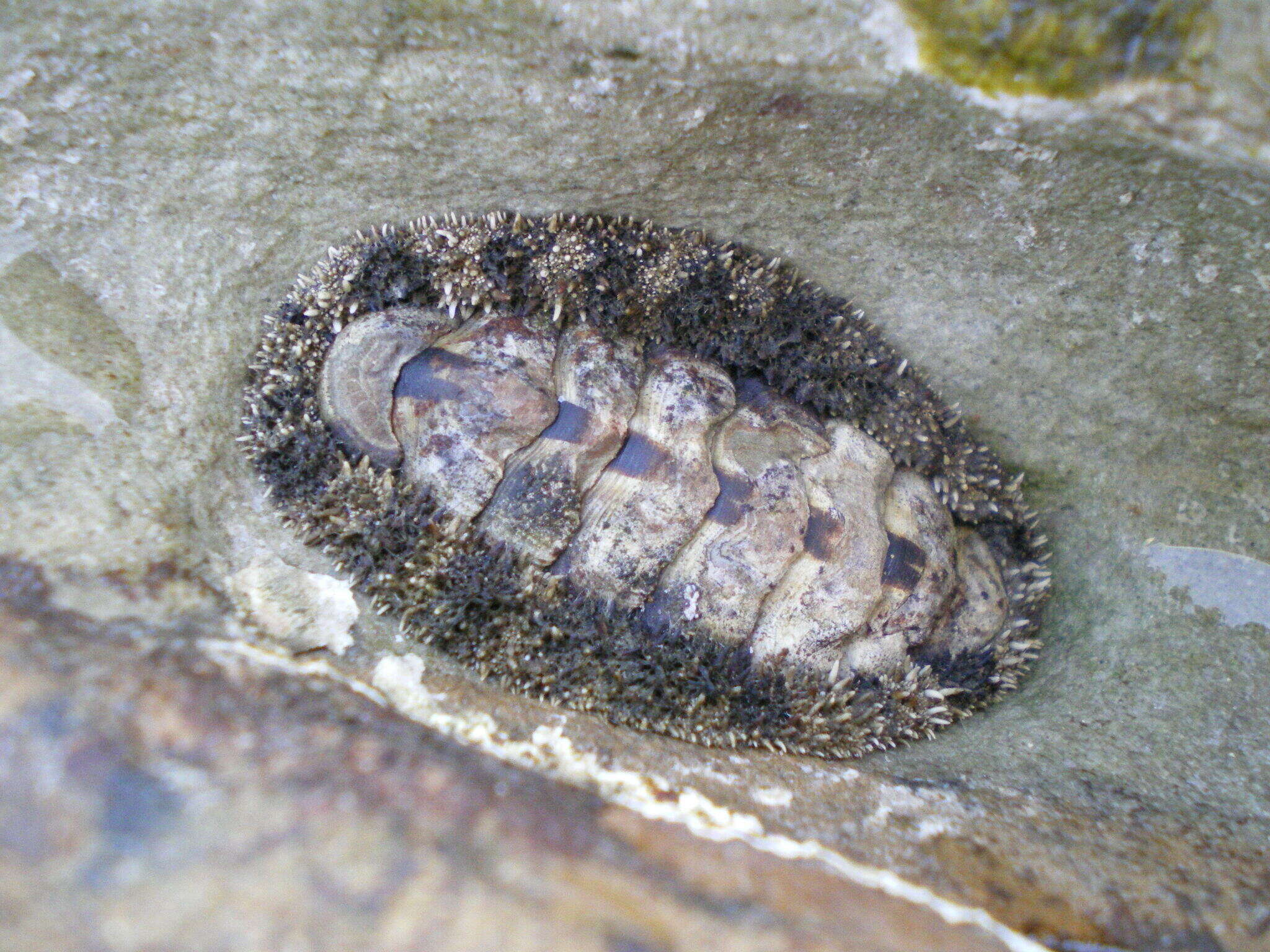 Image of Acanthopleura gemmata (Blainville 1825)