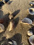 Image of quagga mussel