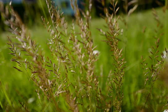 Image of variousleaf fescue