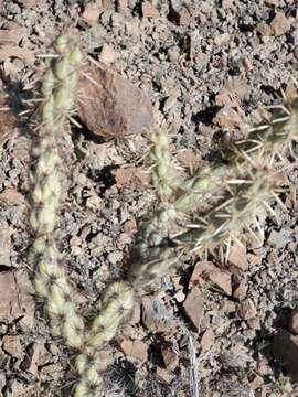 Image of buckhorn cholla