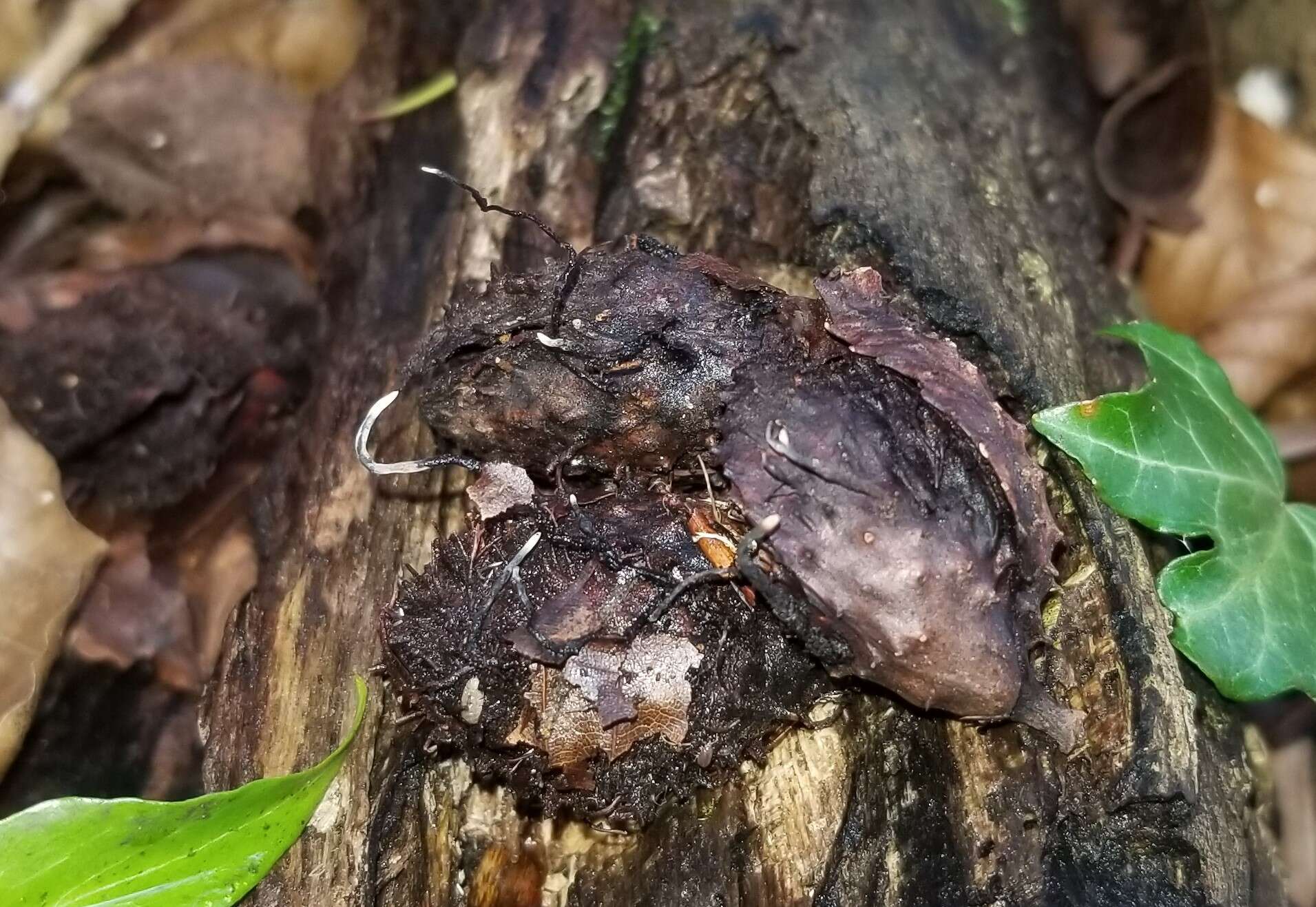 Sivun Xylaria carpophila (Pers.) Fr. 1849 kuva