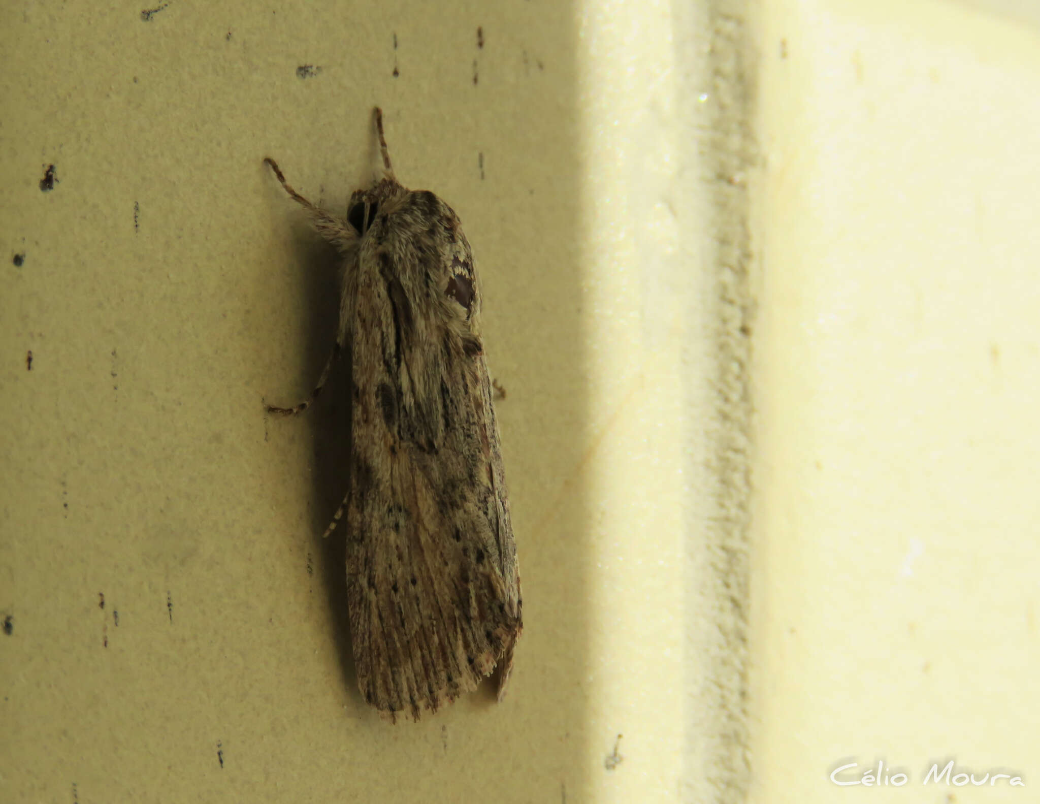 Image of Gray-streaked Armywom Moth