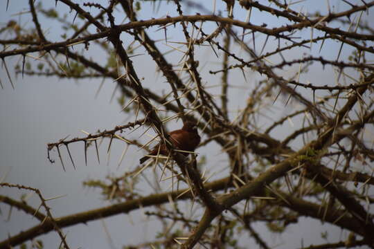 Image of Chestnut Sparrow