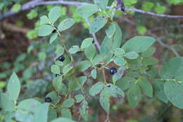 Image de Vaccinium alaskaense Howell