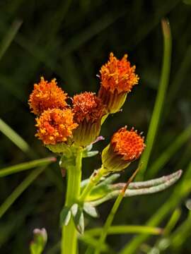 Image of Rayless Alpine Groundsel