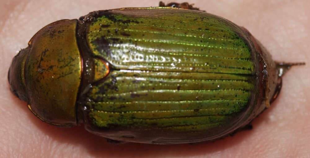 Imagem de Chrysina lecontei (Horn 1882)