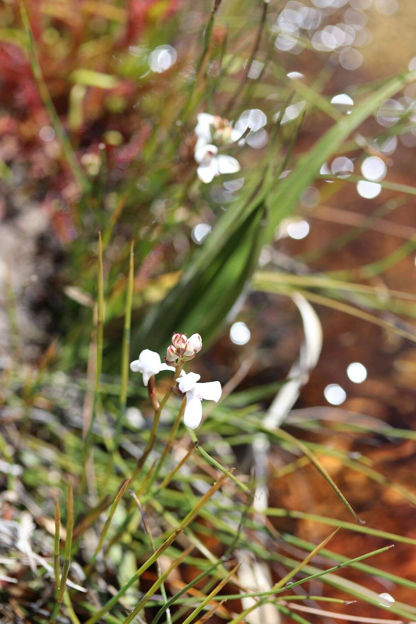 Imagem de Disa caulescens Lindl.