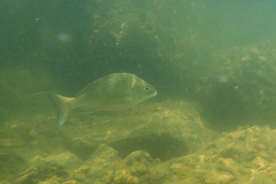 Image of Blackhead Seabream