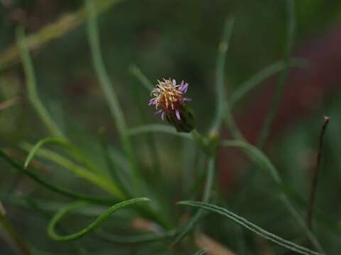 Image of Vittadinia tenuissima (Benth.) J. Black