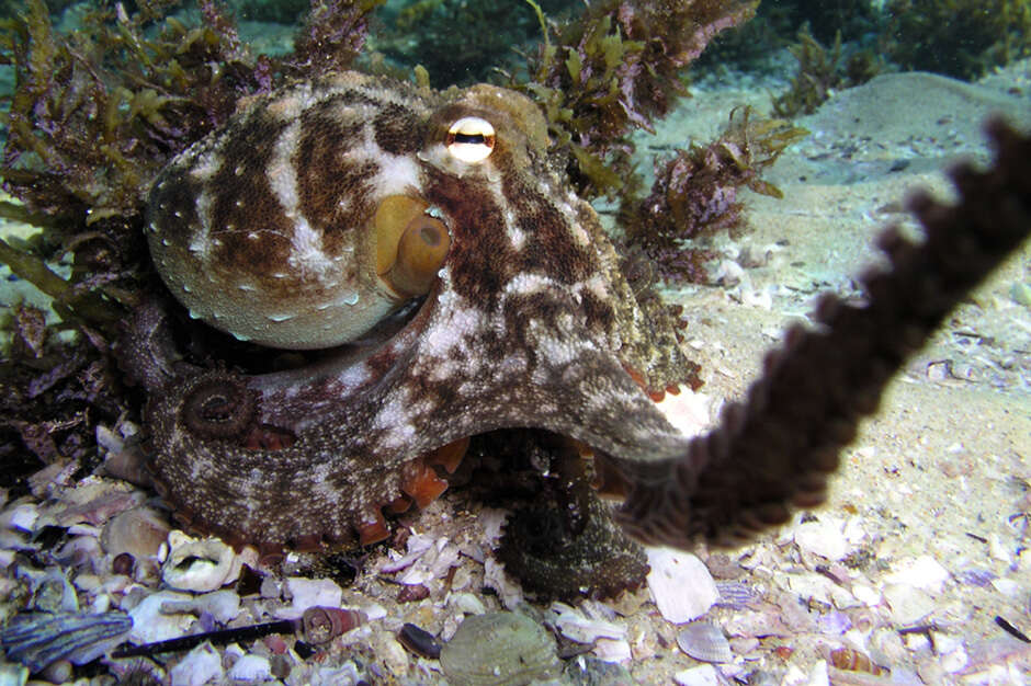 Image de Octopus tetricus Gould 1852