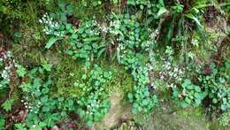 Plancia ëd Saxifraga hirsuta subsp. hirsuta