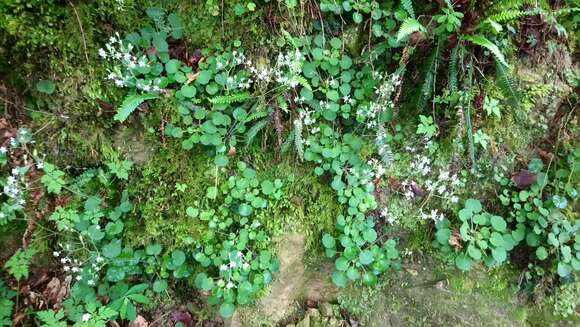 Sivun Saxifraga hirsuta subsp. hirsuta kuva