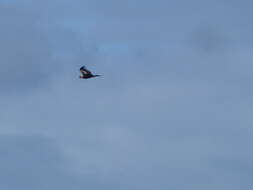 Image of Wedge-tailed Eagle