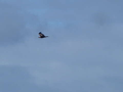 Image of Wedge-tailed Eagle