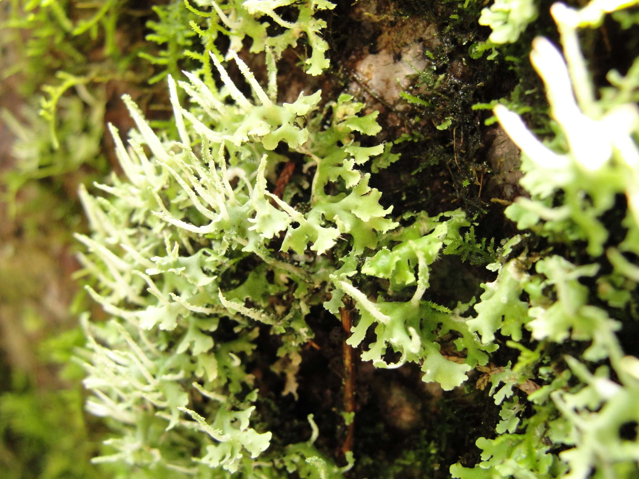 Image of Cladonia ceratophylla (Sw.) Spreng.