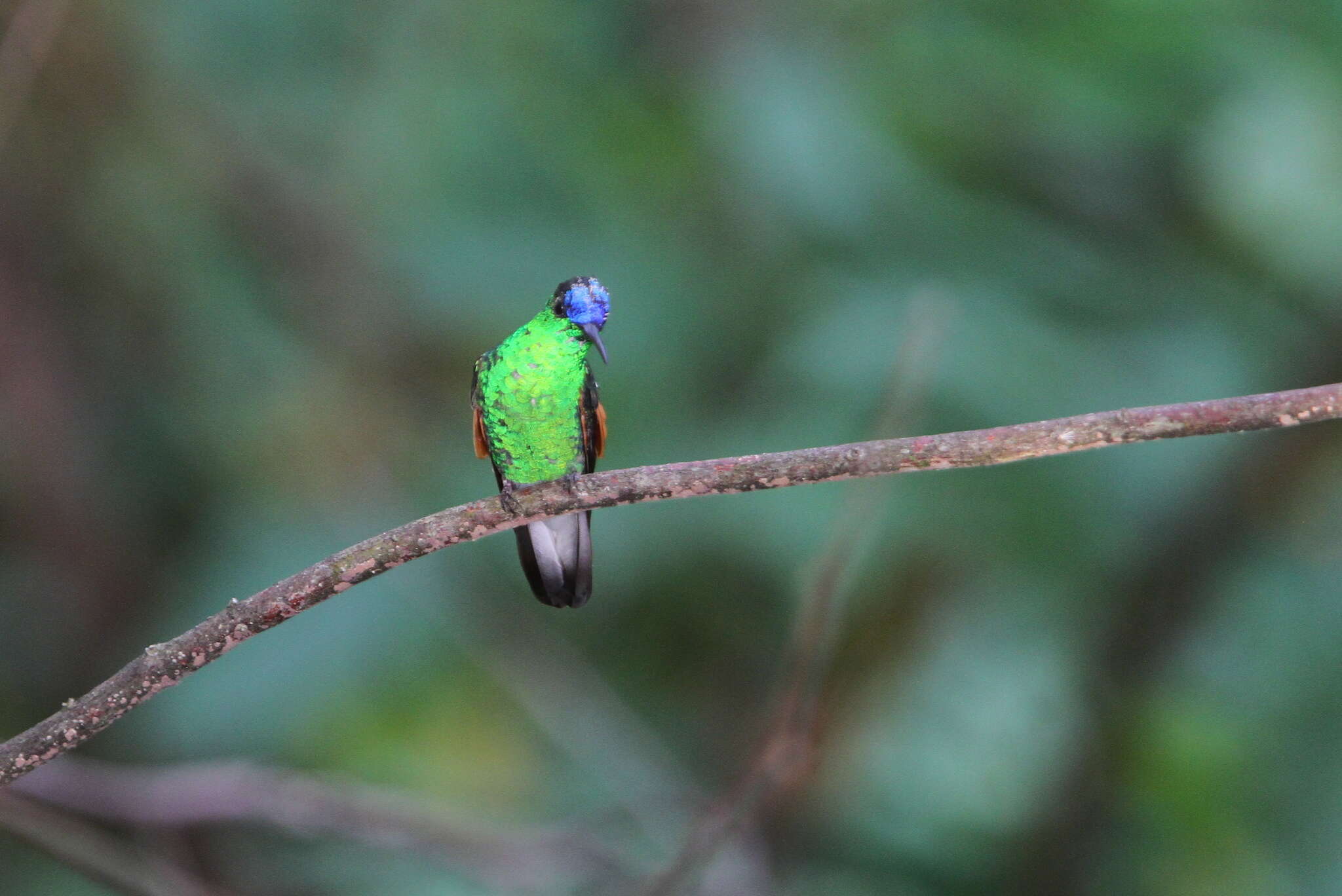 Image of Oaxaca Hummingbird