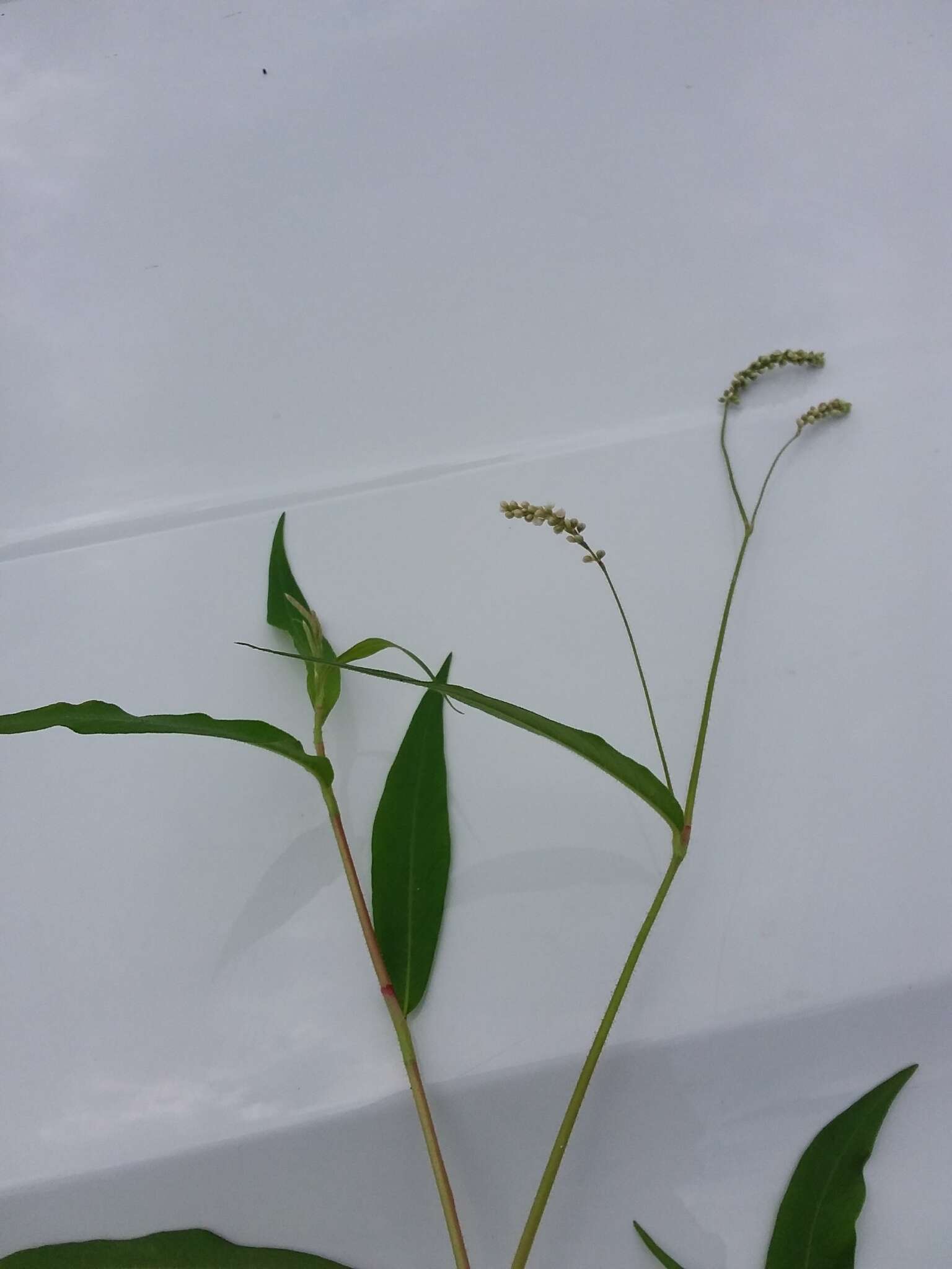 Plancia ëd Persicaria careyi (Olney) Greene