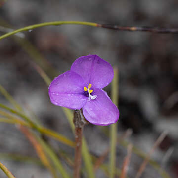 Image of Patersonia lanata R. Br.