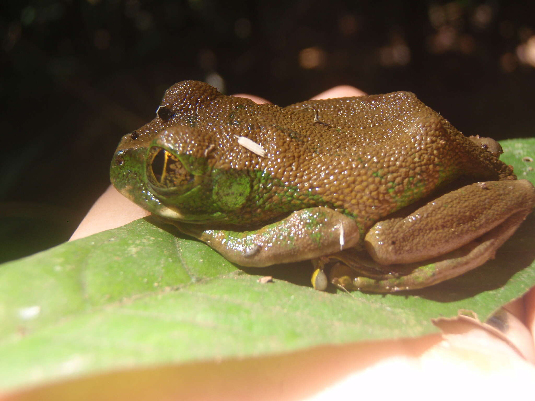 Image of Amani Forest Treefrog