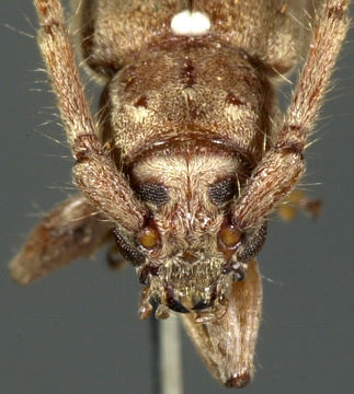 Image of <i>Perilasius championi</i> Bates 1880