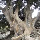 Image of Moroccan Cypress