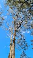 Image of northern gray ironbark