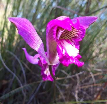 Image of Bletia reflexa Lindl.