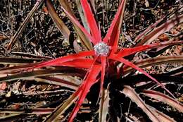 Bromelia serra Griseb.的圖片