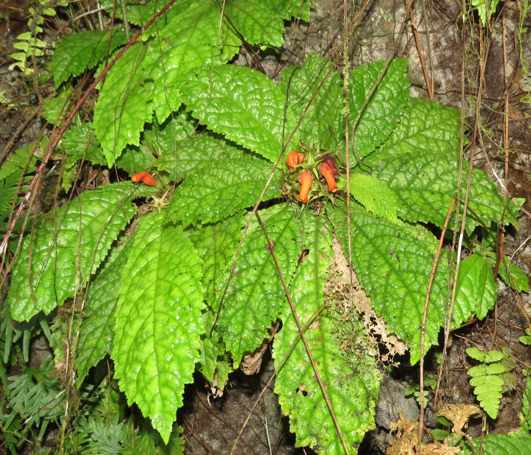 Image of Gesneria acaulis L.