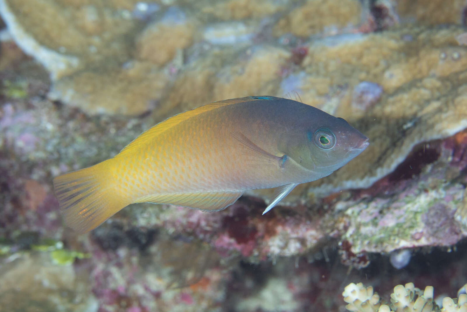 Image of Half-grey wrasse