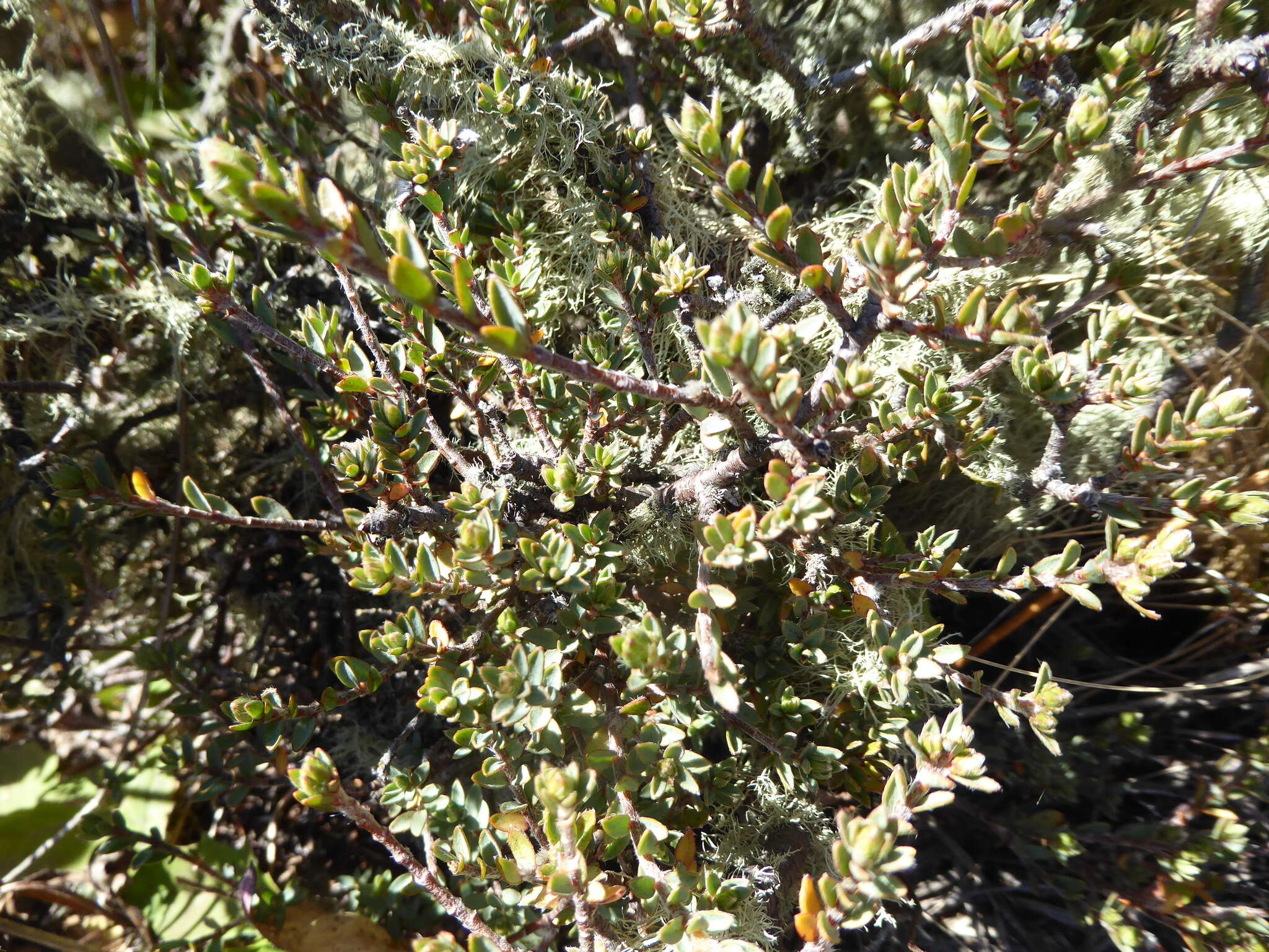 Image of Pimelea oreophila subsp. lepta C. J. Burrows