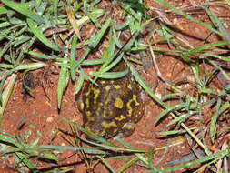 Image of Globular Frog