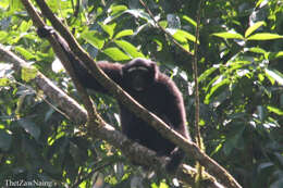 Image of Eastern Hoolock Gibbon