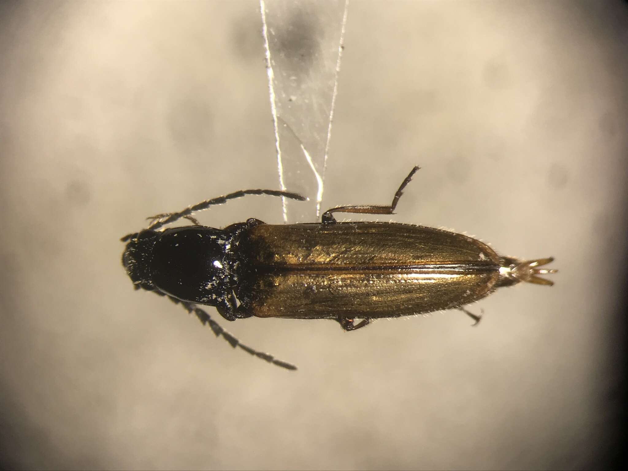 Image of <i>Oestodes tenuicollis</i>