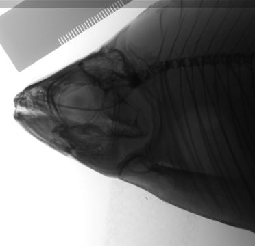 Image of <i>Xenocharax spilurus</i> Günther 1867