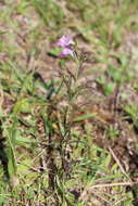 Image of Agalinis communis (Cham. & Schltdl.) W. G. D' Arcy