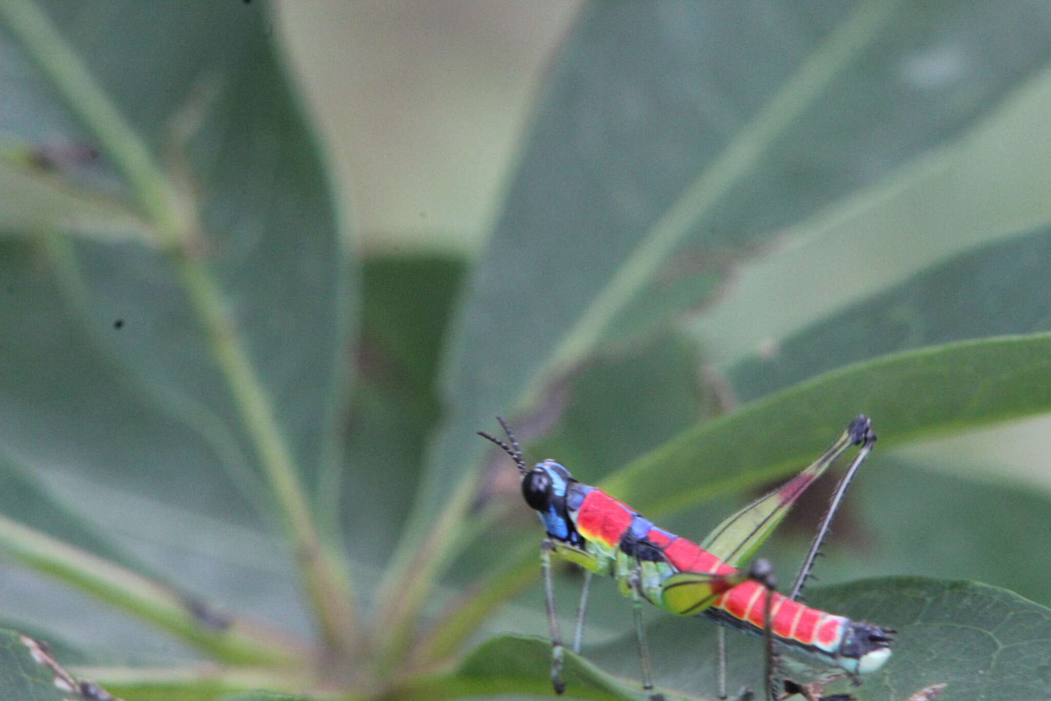 Image de Amedegnatomastax rubris Cadena-Castañeda & Cardona 2015