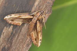 Image of Xylophanes guianensis (Rothschild 1894)