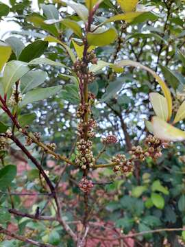 Image of Yerba Maté