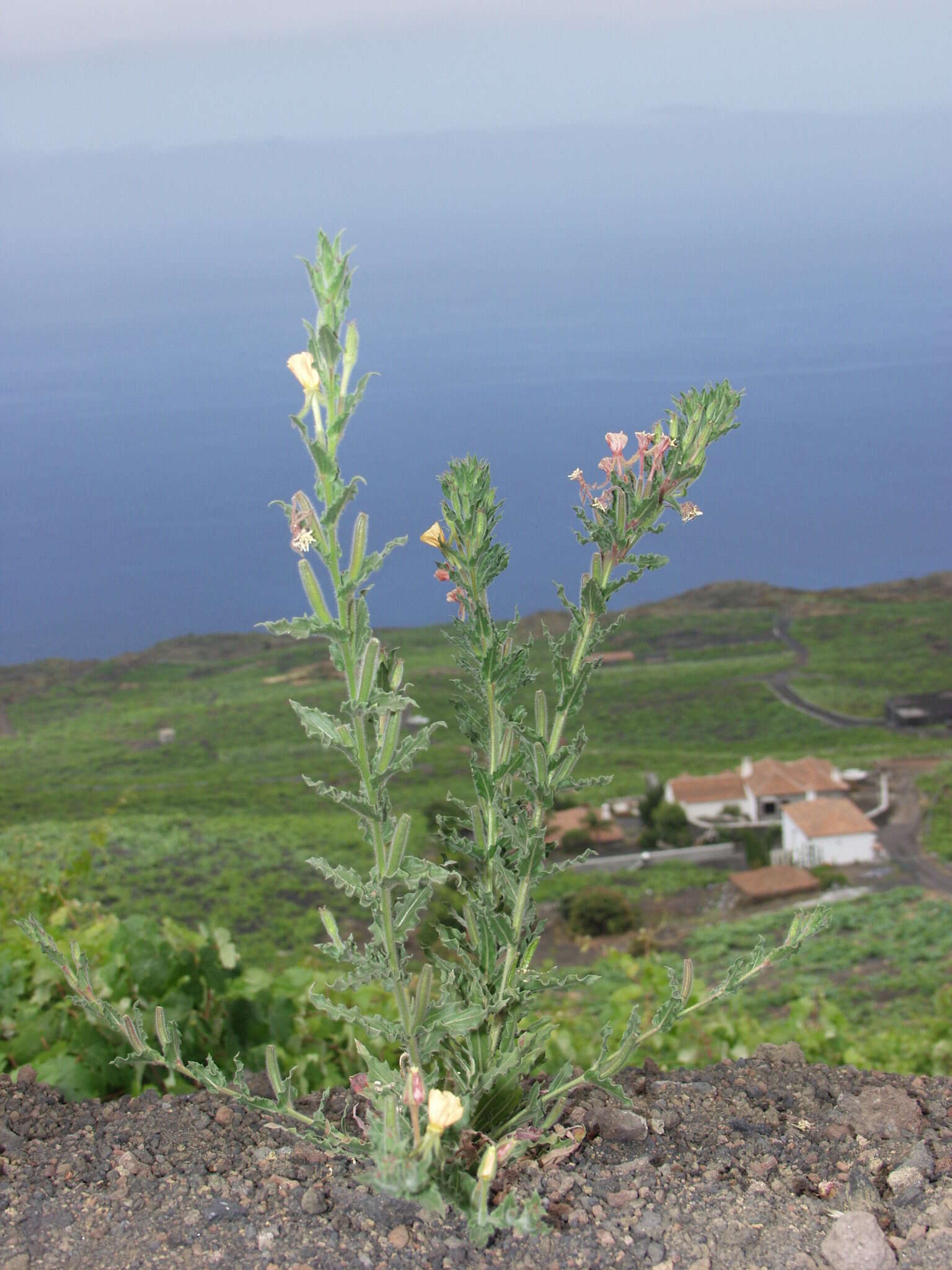 Imagem de Oenothera indecora Camb.