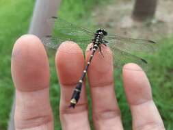 Imagem de Burmagomphus collaris (Needham 1929)