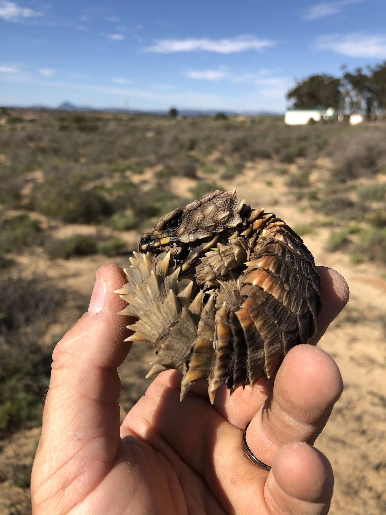 Image de Cordyle d'Armadillo