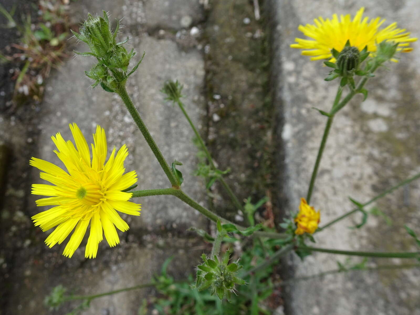 Image of hawkweed oxtongue