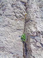 Image of Nuttall's rockcress